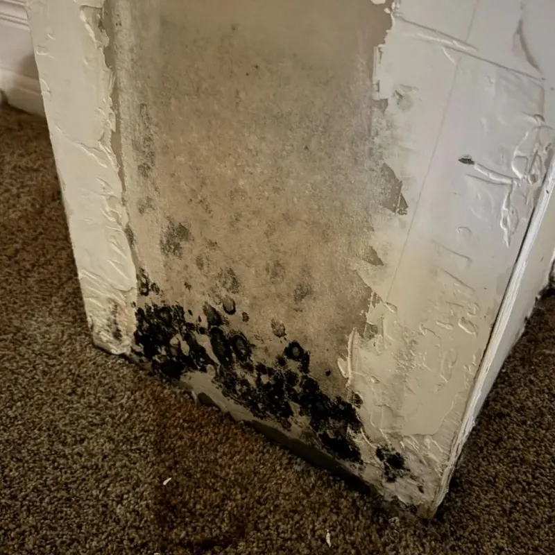 Professional Mold Removal in Big Lake, TX
